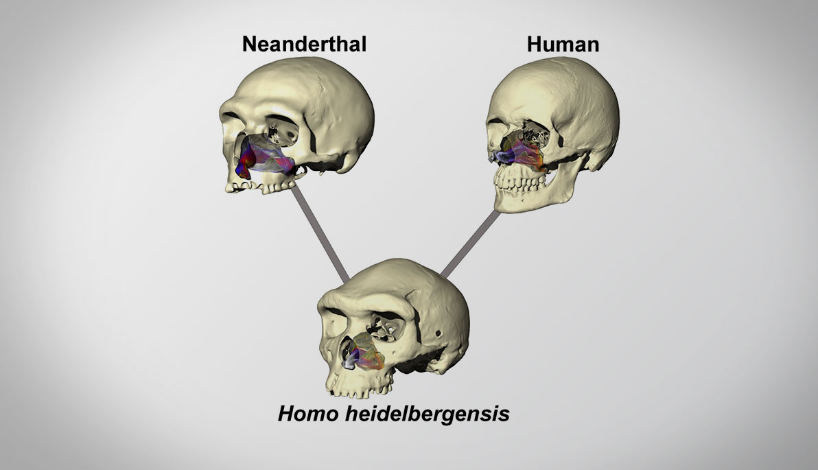 About Face: Why Neanderthals Look Different From Modern Humans