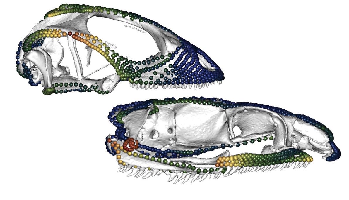 Q&A: How Lizards and Snakes Got Their Skull Shapes