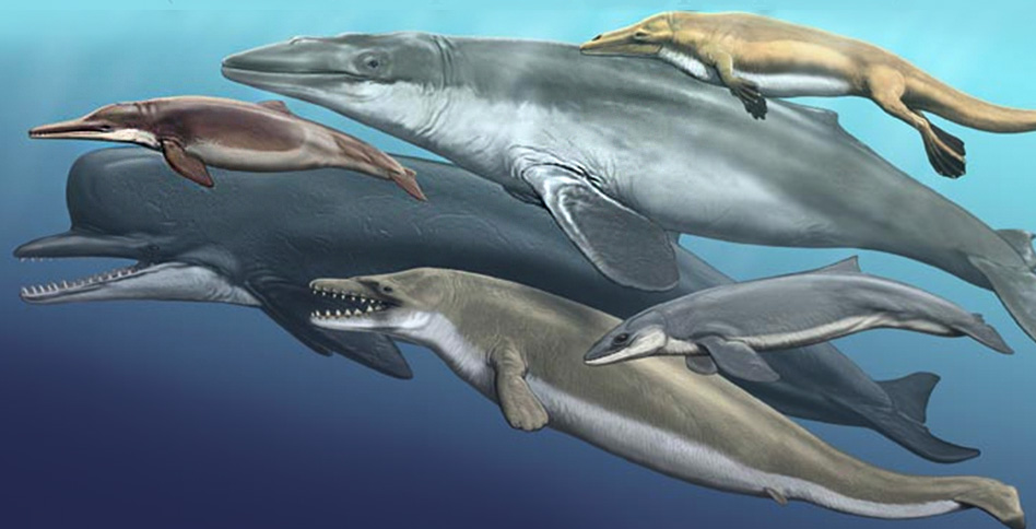 Drawing of various dolphins and whales in the ocean