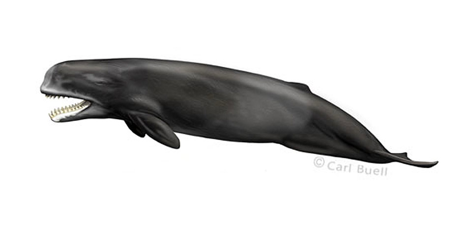 cetacean_family_tree_Livyatan_melvillei.jpg