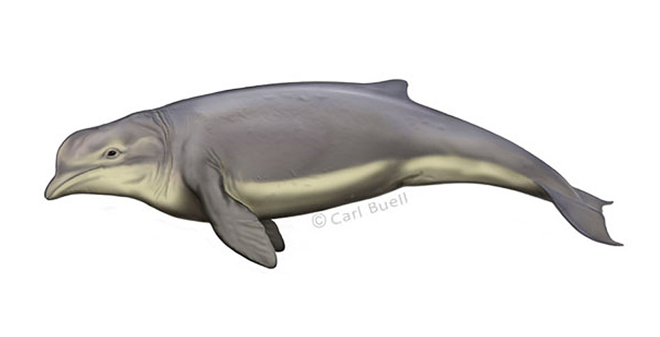 Drawing of a Simocetus rayi cetacean