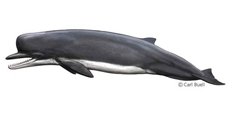Drawing of a Zygophyseter cetacean