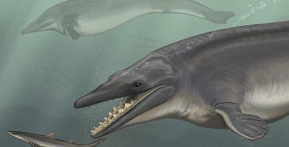 Drawing of a Dorudon Atrox cetacean and its mouth wide open