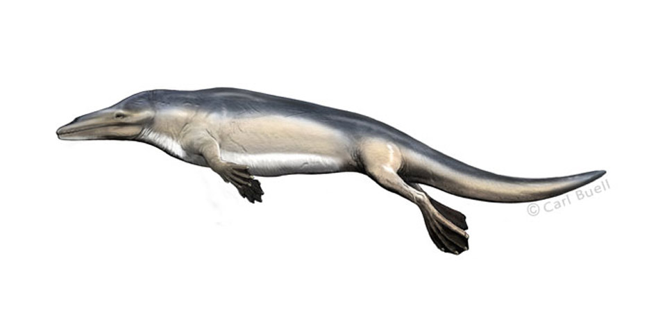 Drawing of a Rodhocetus spp. cetacean