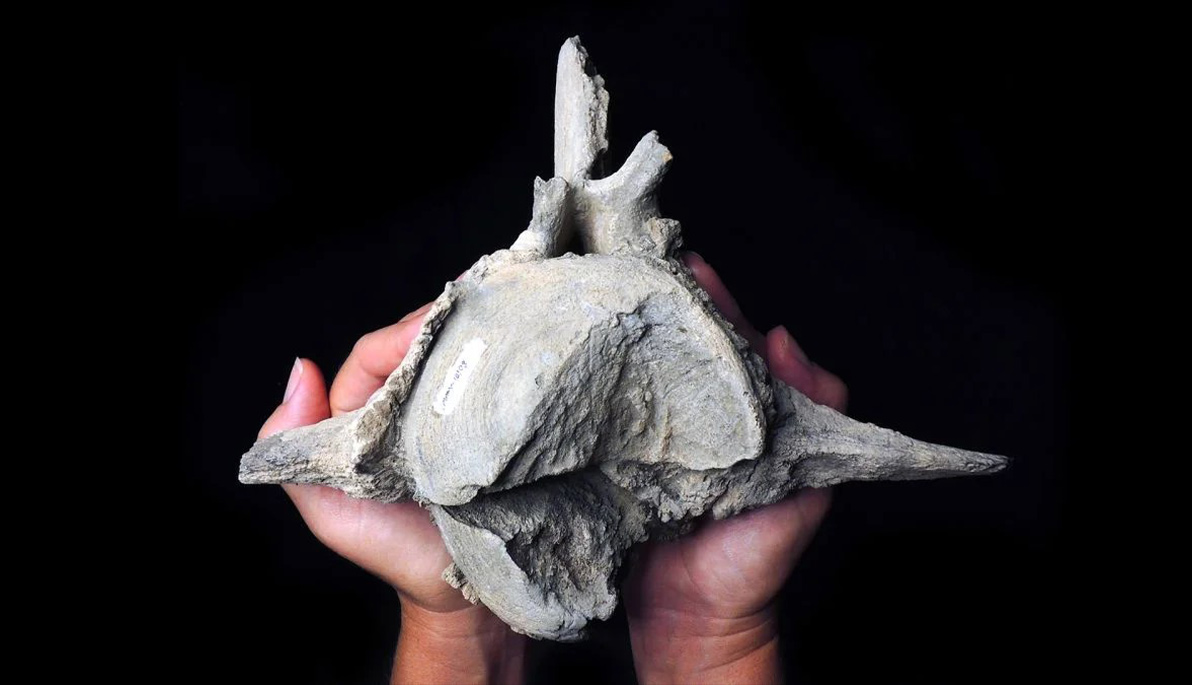 Ancient Fossil Reveals Signs of Bone-Crushing Megalodon Attack