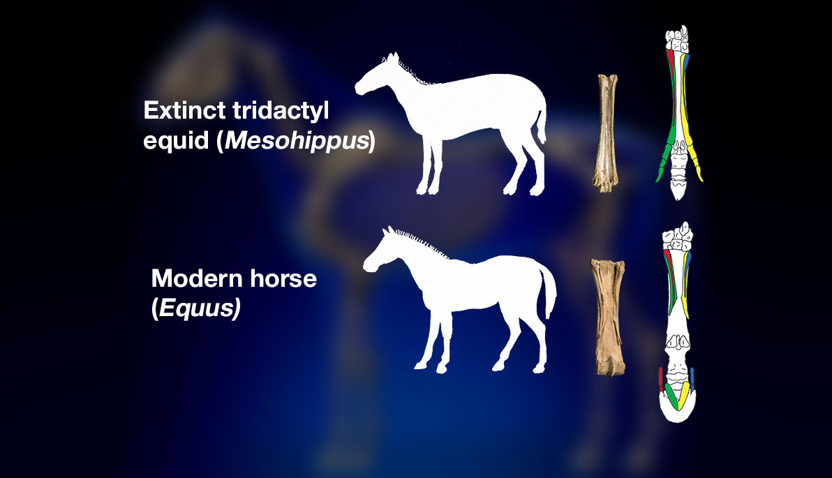 Illustration of a modern and extinct horse and their bone structure.