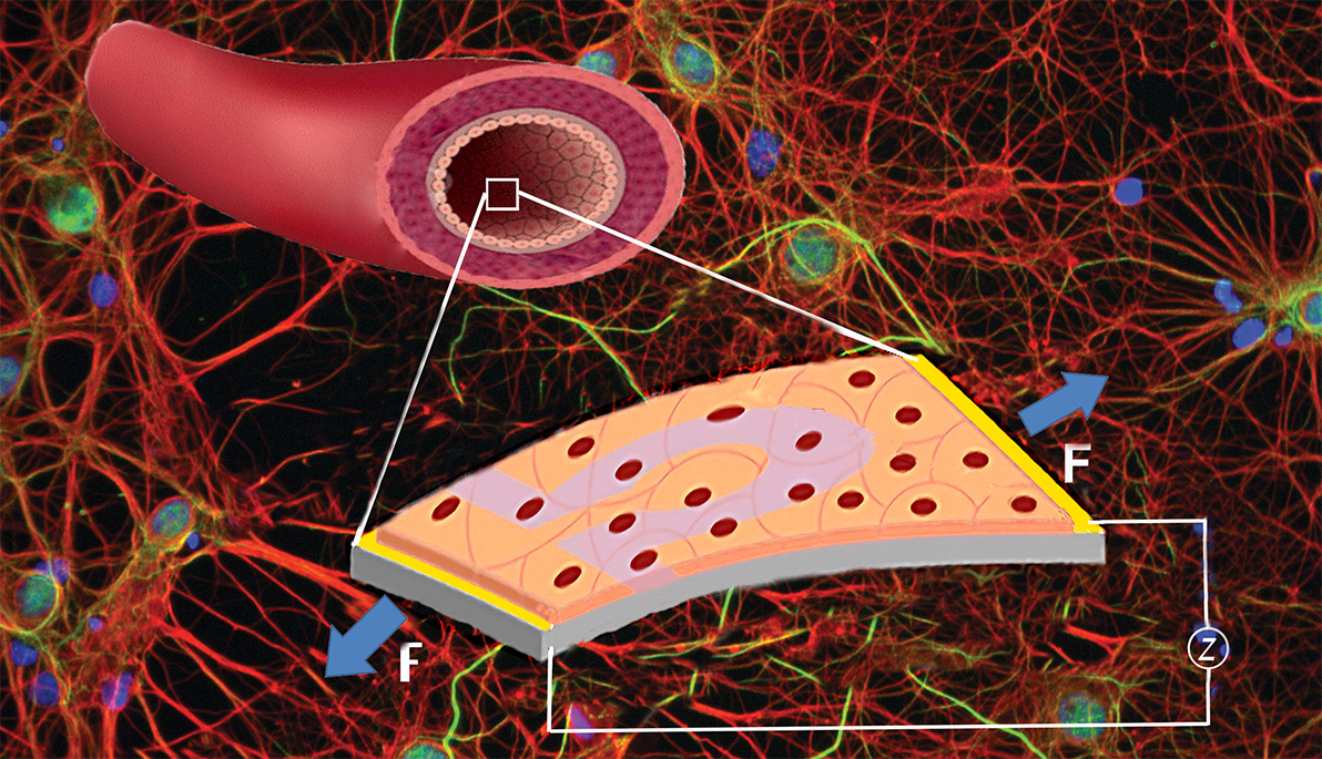Illustration of a stretchable impedance sensor for mammalian cell proliferation measurements. 