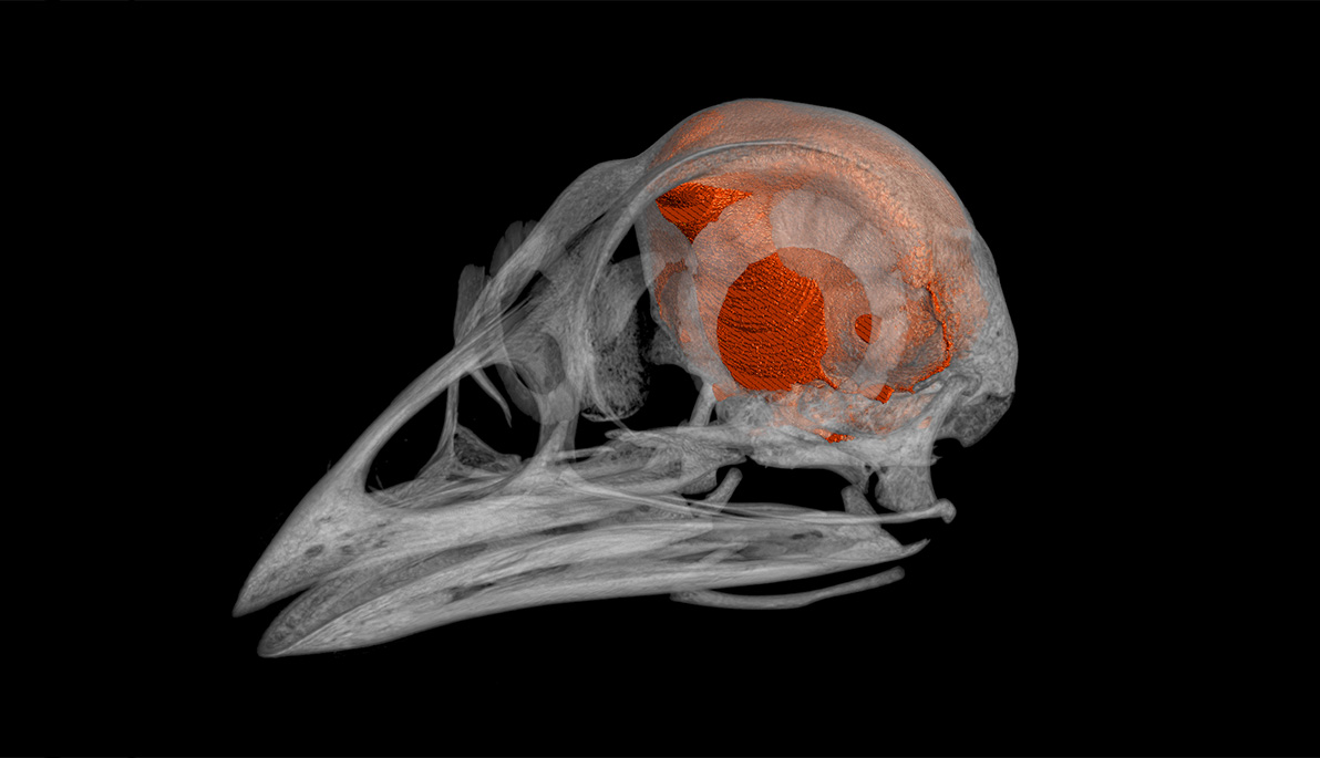 Scan of a domestic chicken.