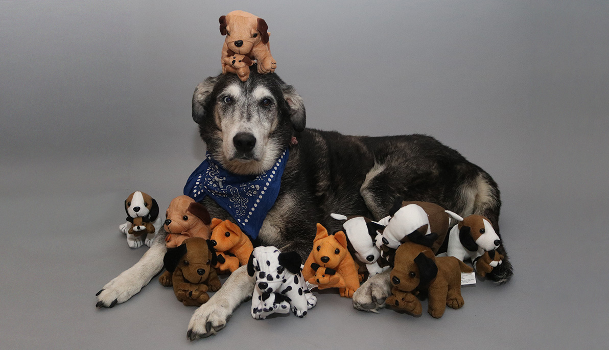 Dog posing with stuffed toys.