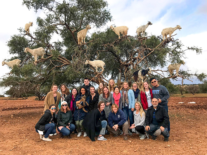 While doing fieldwork in Essaouira, Morocco, occupational therapy students and faculty members had the opportunity to see goats that climb argan trees to eat the nuts.
