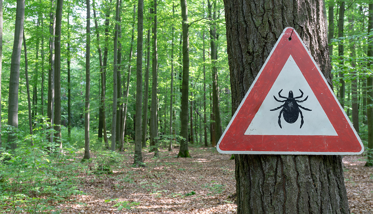 Tree in forest with a Tick Warning sign