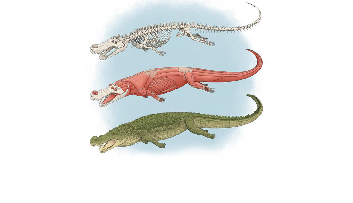 Illustrations of Deinosuchus