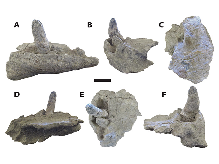FossilOfDeinosuchusTeeth"
