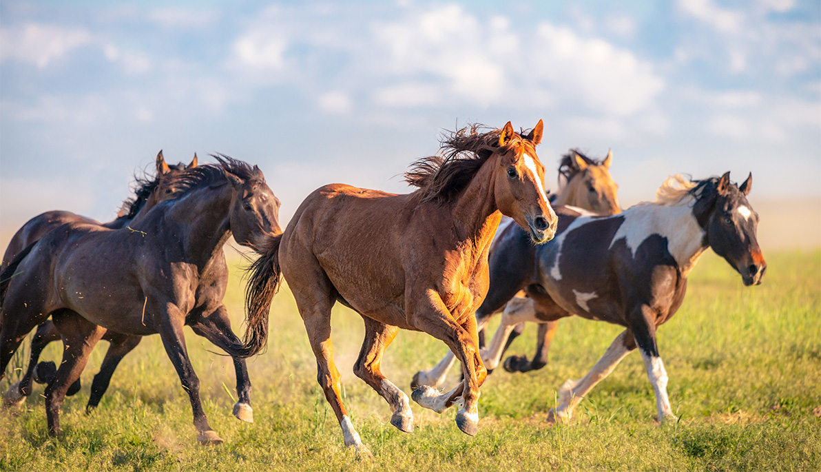 A group of horses running