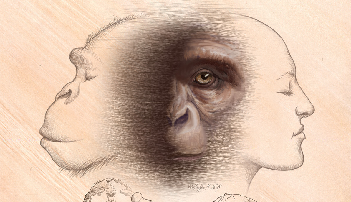 Sketches of ape and human faces