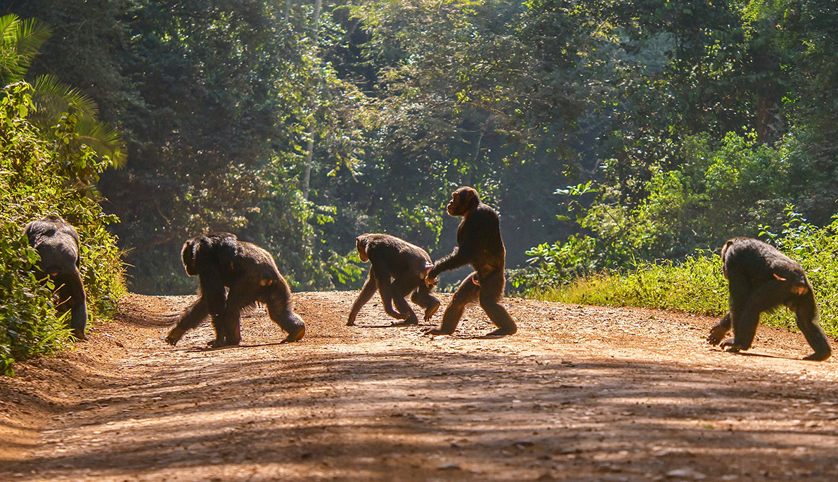 A group of chimpanzees walking across a path.