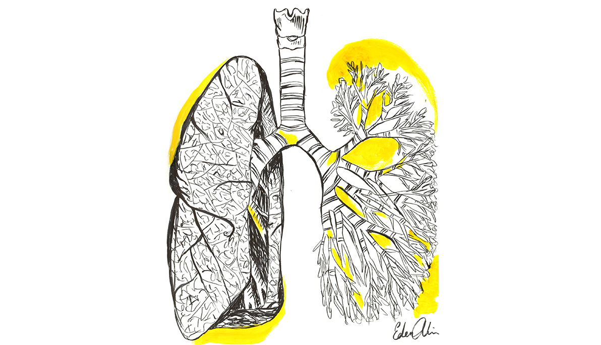 Sketch of the lungs