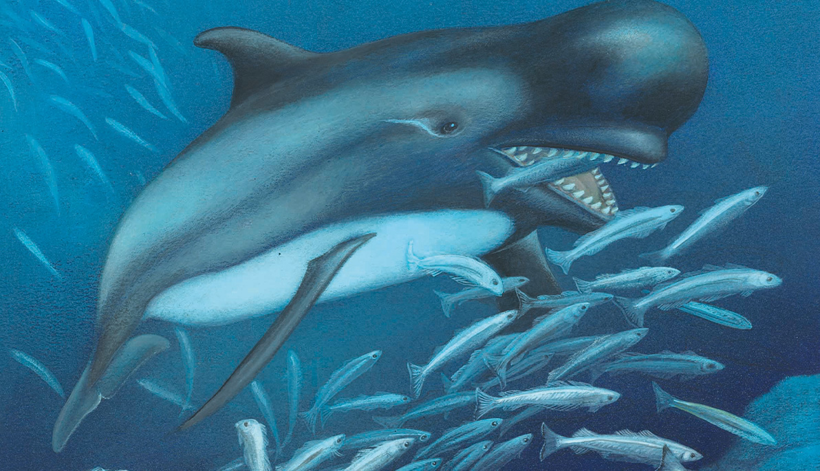 Life reconstruction of the Pleistocene false killer whale Rododelphis stamatiadisi