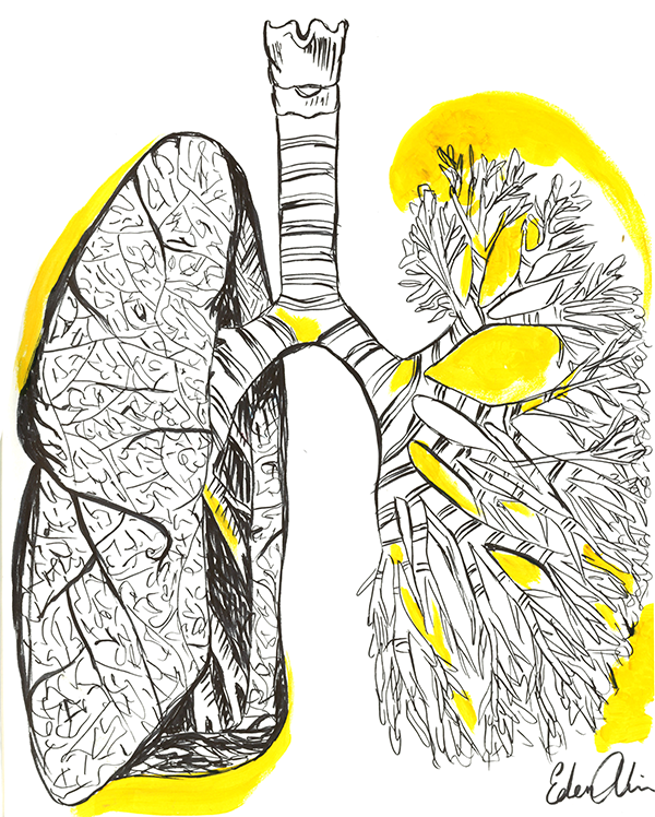 illustration of lungs