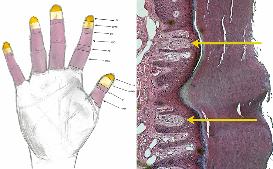 illustration of muscles in hand