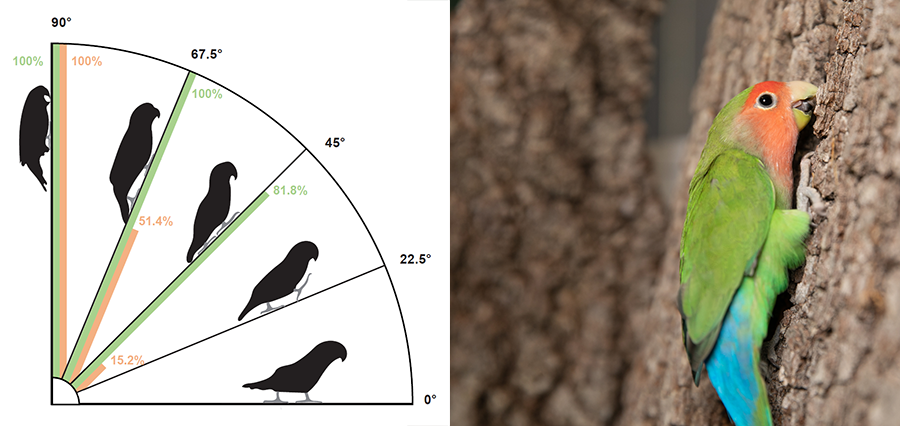 illustration of parrot climbing, next to photo of parrot
