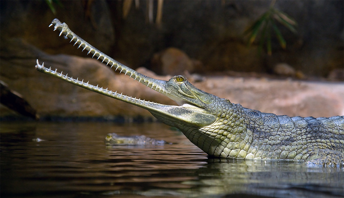 Study: Nasal Problem Plagued Long-Nosed Crocodile Relatives