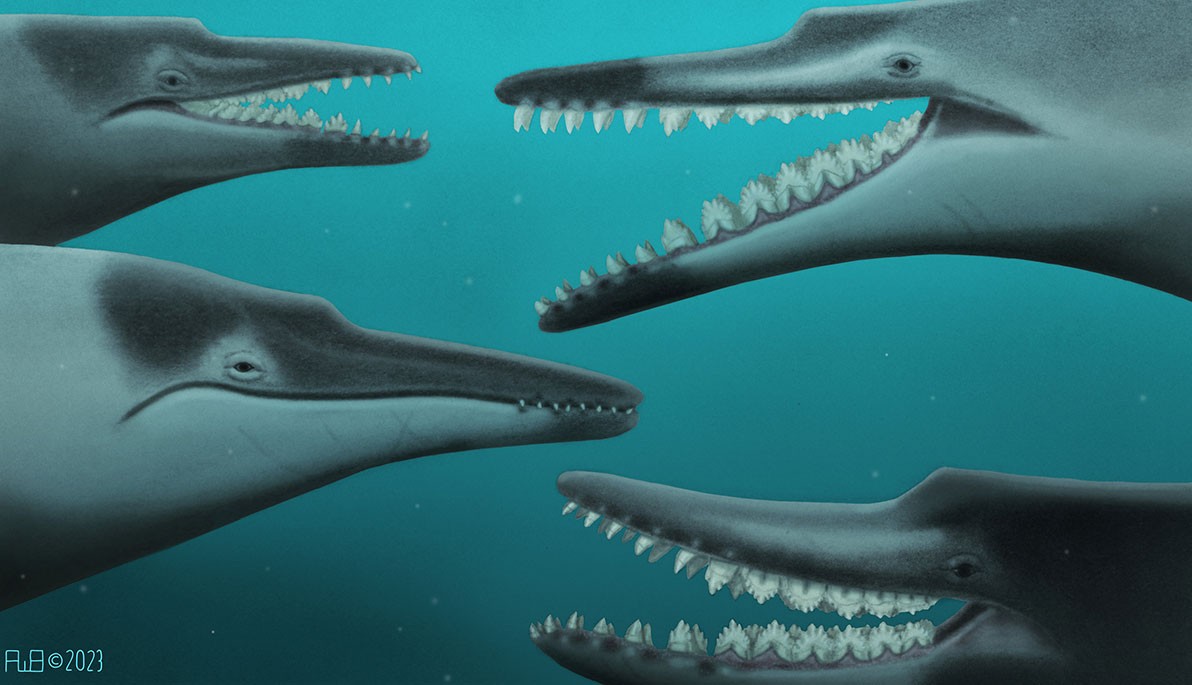 Illustration of the different species of Coronodon whale