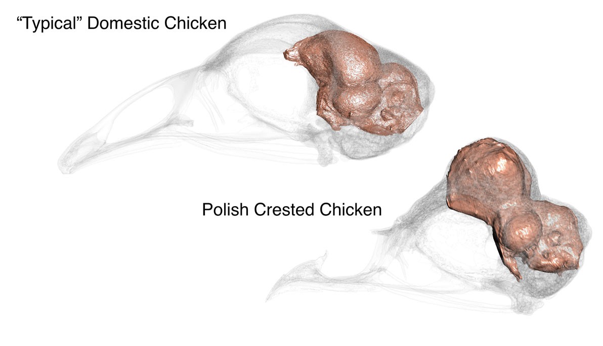 Scans of the brain of a Polish crested chicken
