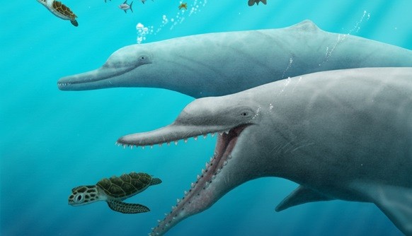 Fossils Reveal Origins of Dolphins’ “Built-In Sonar”