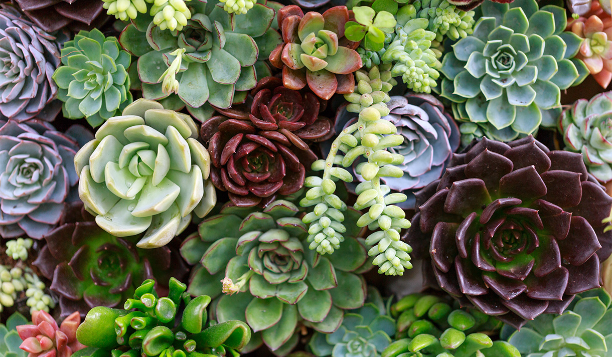 Succulent Creation and Aroma Therapy