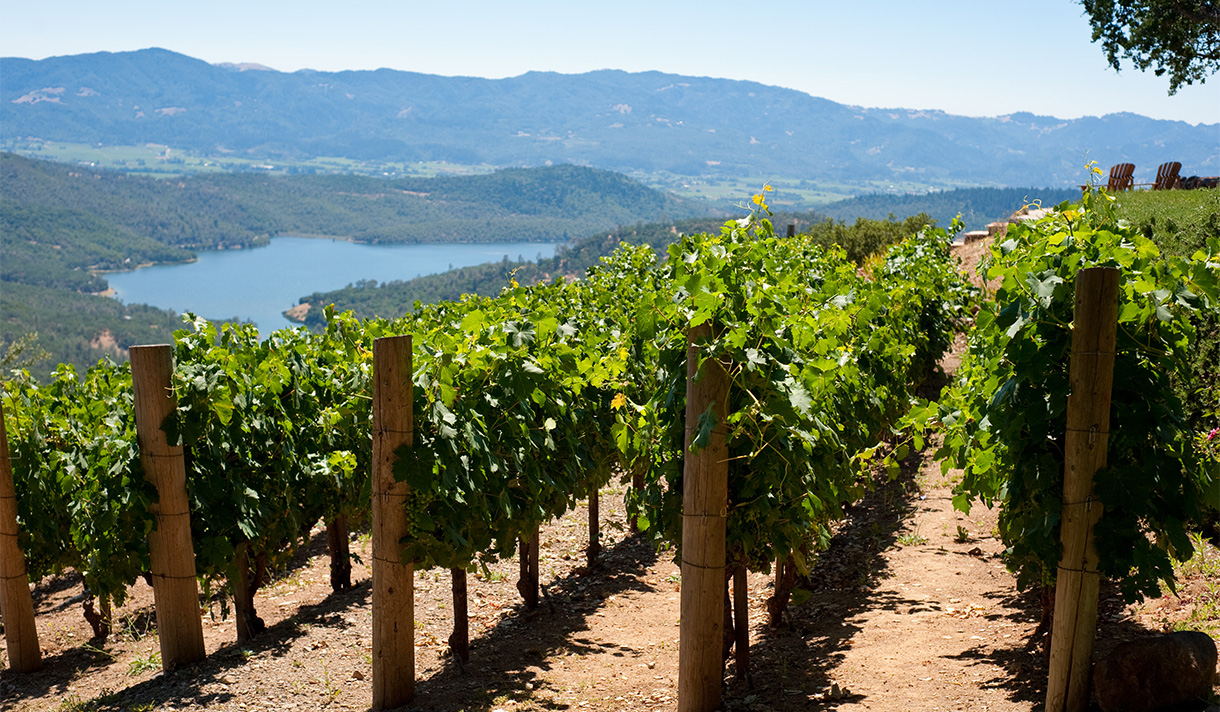 Photo of a sunny vineyard
