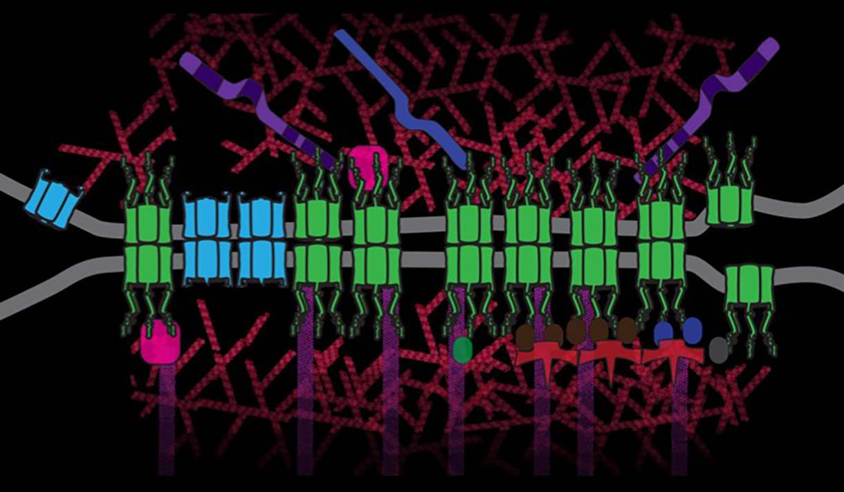 Illustration of the gap junction molecular machinery for intercellular communication