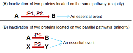 Inactivation of two proteins chart