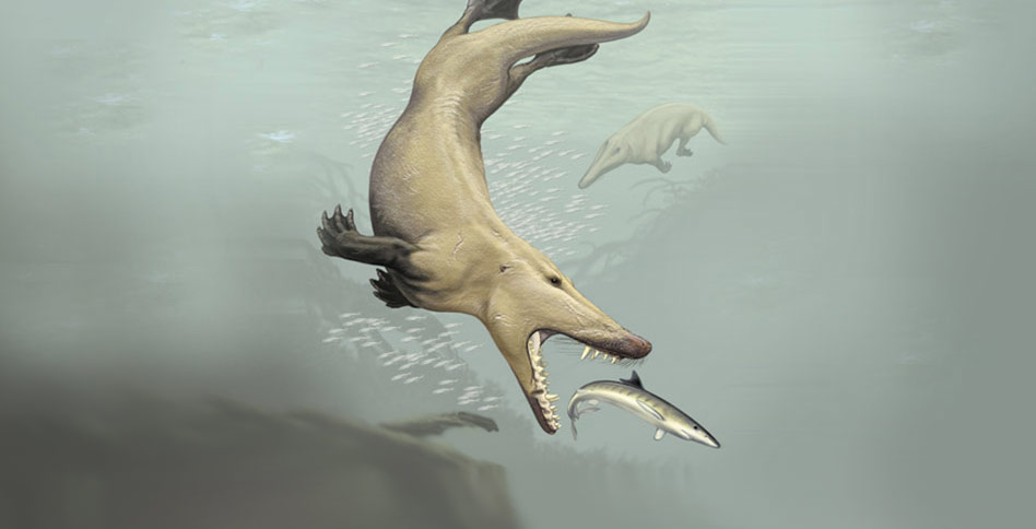 Drawing of a Ambulocetus Natans cetacean in the sea trying to catch prey
