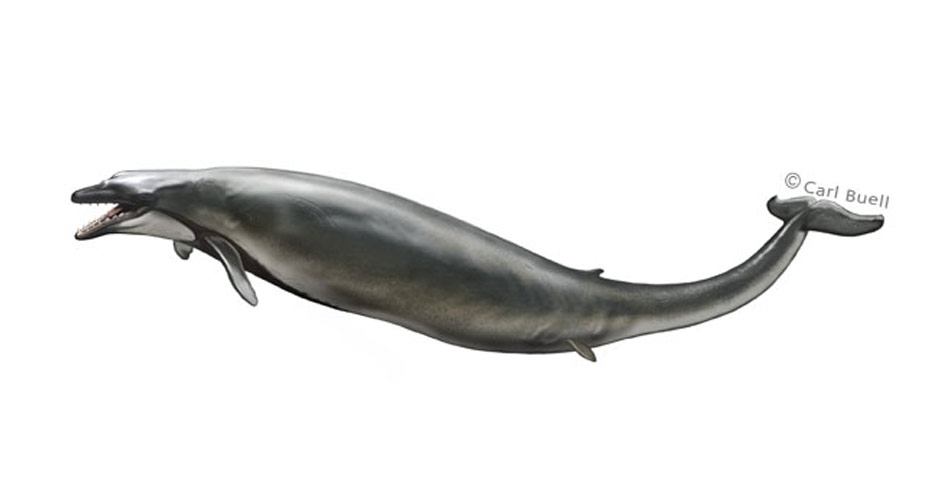 Drawing of a Basilosaurus spp. cetacean