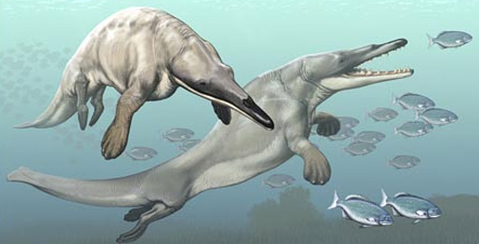 Drawing of Georgiacetus vogtlensis cetacean at sea with small fish in the back