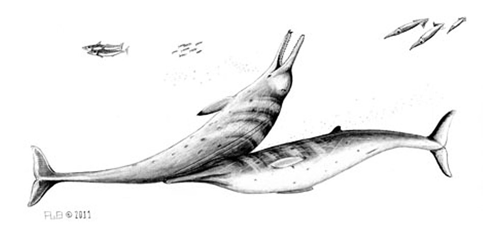 Drawing of a Messapicetus whale