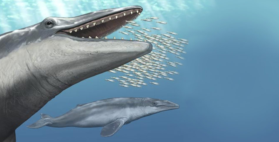 Drawing of Aetiocetus weltoni cetacean eating little fish