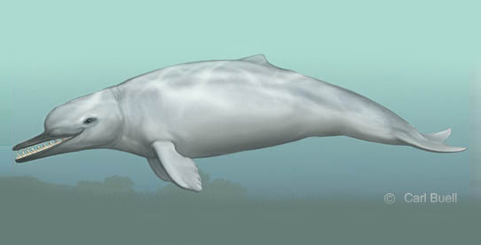 Drawing of a Cotylocara macei cetacean in water