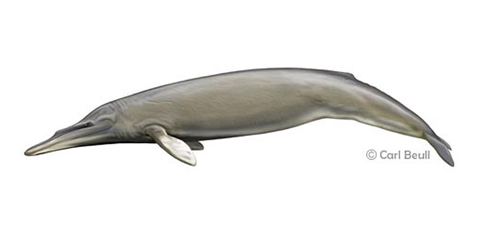 Drawing of Eomysticetus Whitmorei cetacean