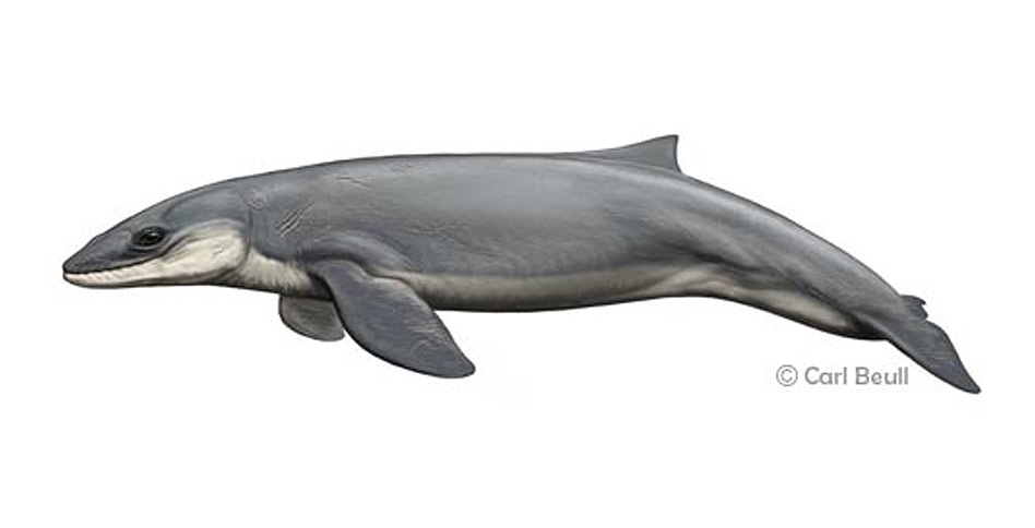 Picture of a Janjucetus Hunderi whale