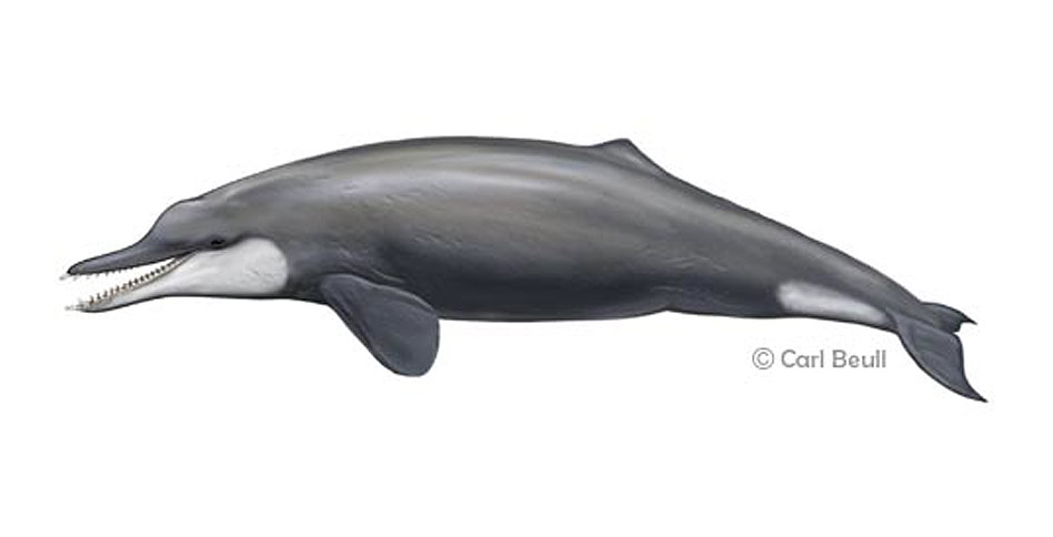 Drawing of Waipatia Maerewhenua cetacean
