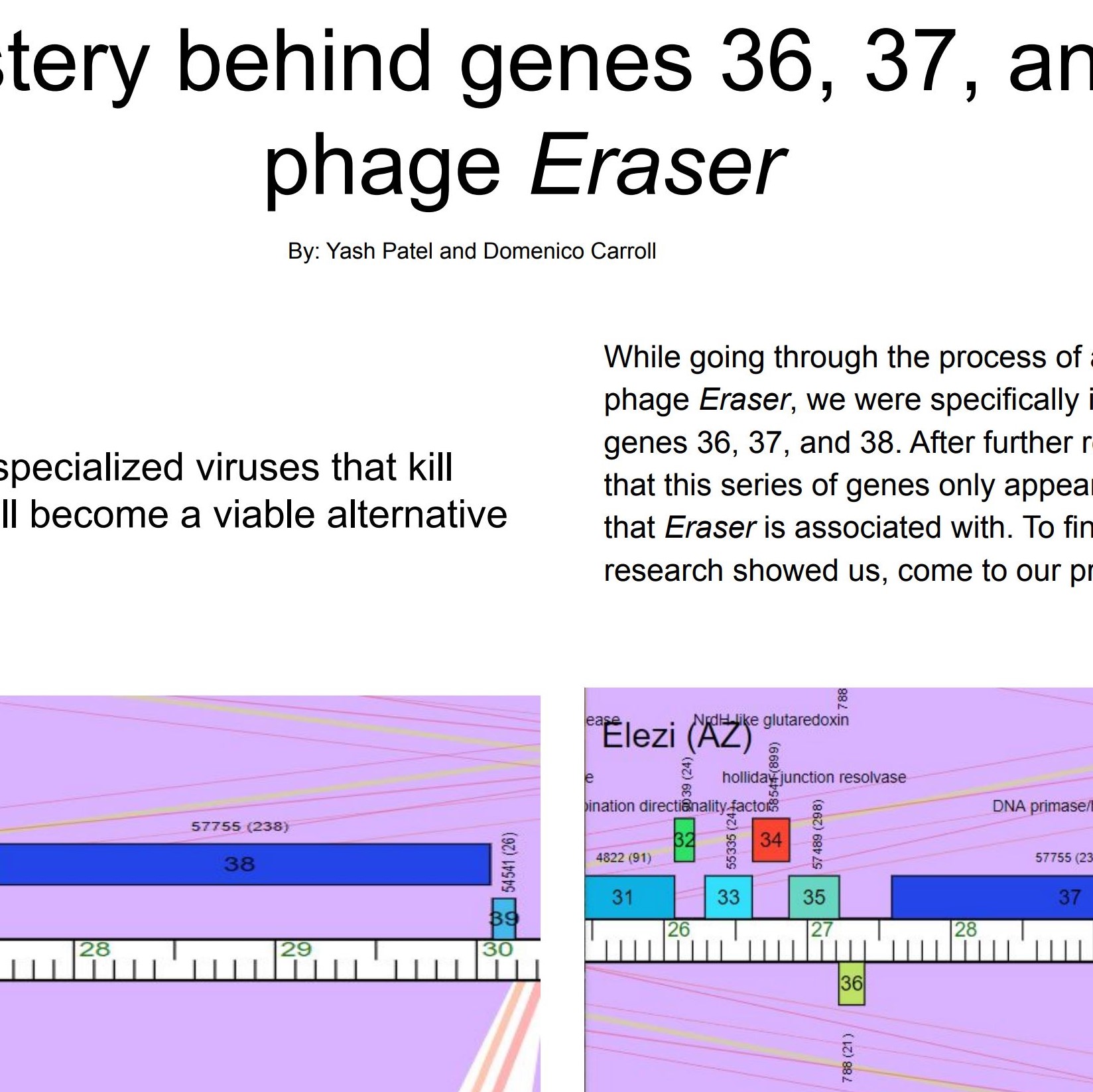The mystery behind genes 36, 37, and 38 of
	phage Eraser