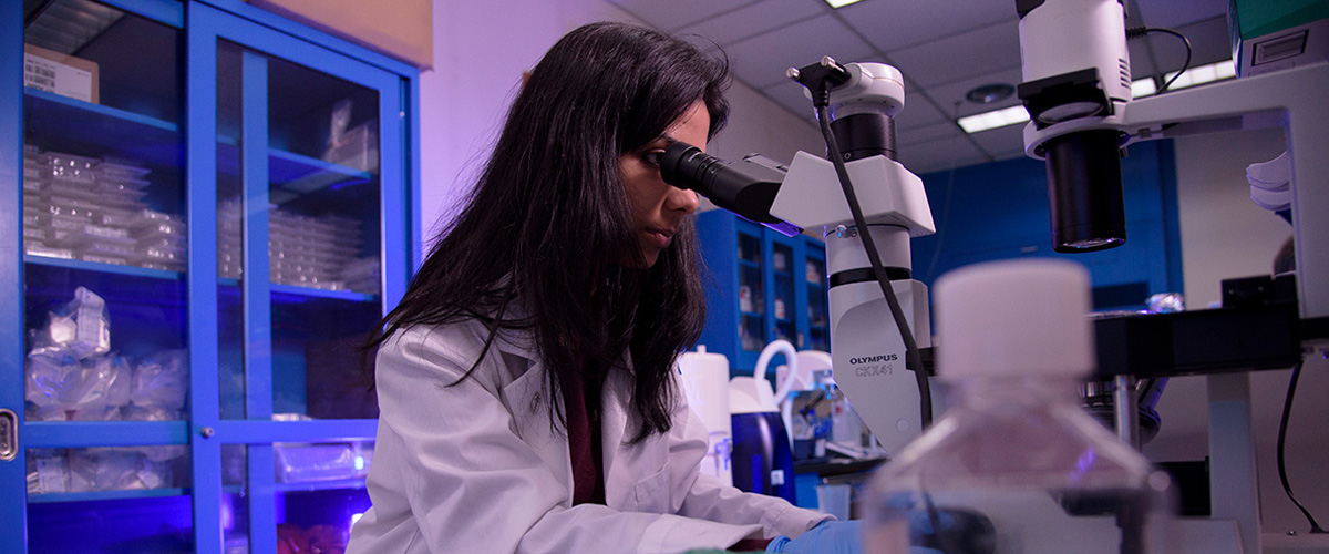 New York Tech student in a lab looking through a microscope.