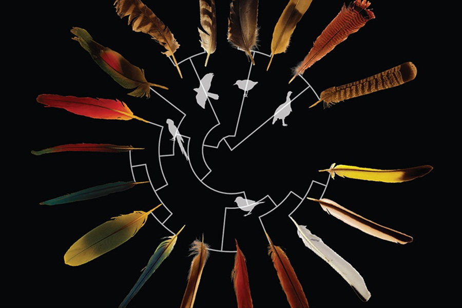 An illustration of feathers and related species