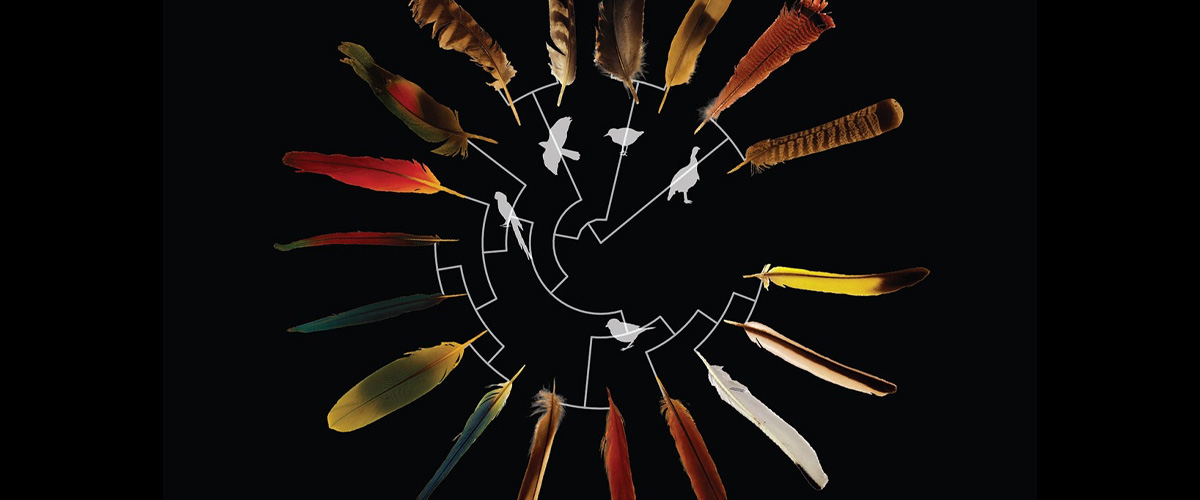 An illustration of feathers and related species
