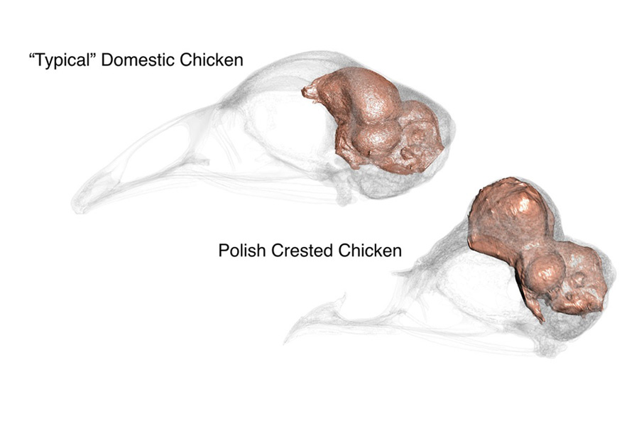 Scans of the brain of a Polish crested chicken