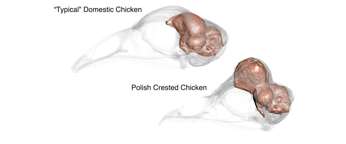 Scans of the brain of a Polish crested chicken