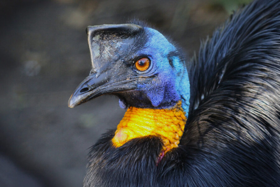 Profile of a cassowary bird
