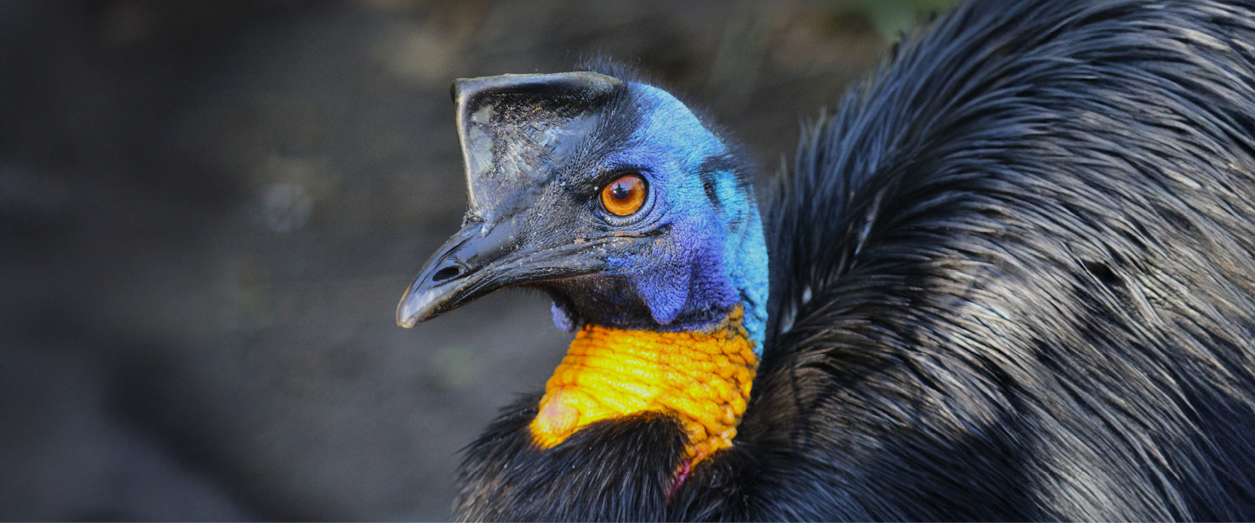 Profile of a cassowary bird